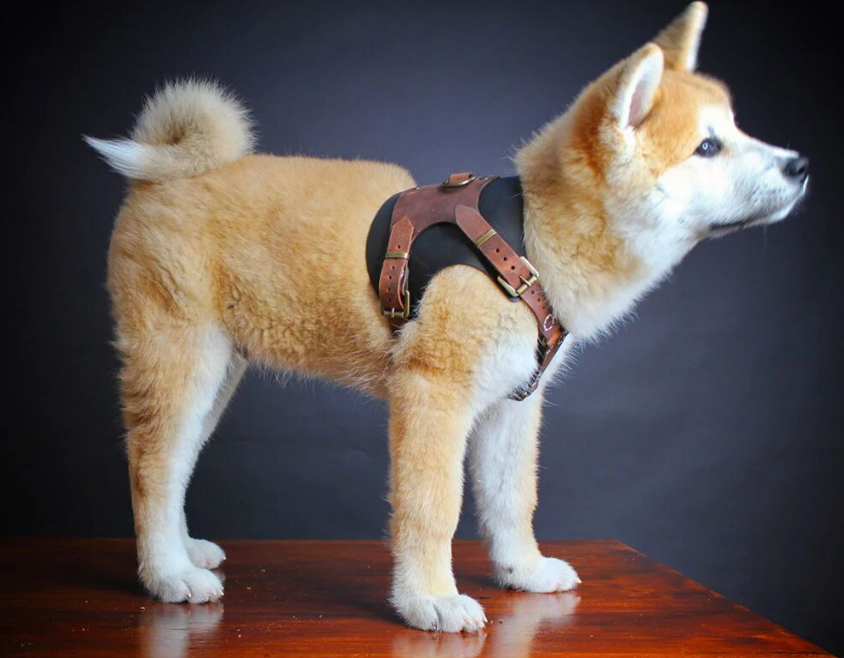 Learn to measure dogs in one minute